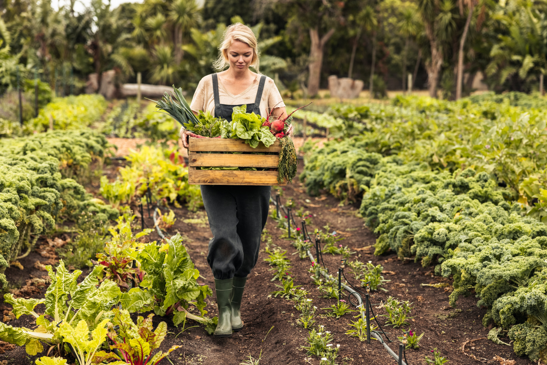 Eine Frau läuft mit einer Gemüsekiste durch einen Gemüsegarten