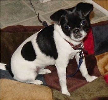 Lilian the black and white Chin-wa is sitting in a dog bed and looking forward