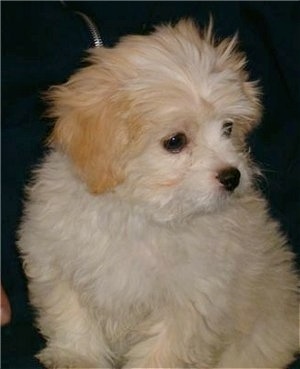 A white with tan Japillon puppy is sitting in a persons lap