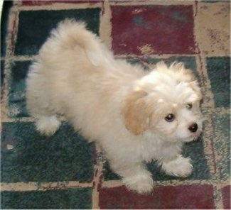 A white with tan Japillon puppy is standing on a red, green and white square print rug and looking up