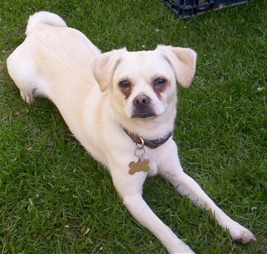 View from the top looking down - A short-haired, tan Smooth Fox Terrier/Pug mix is laying outside in grass and it is looking up. The dog has brown stains under its eyes.