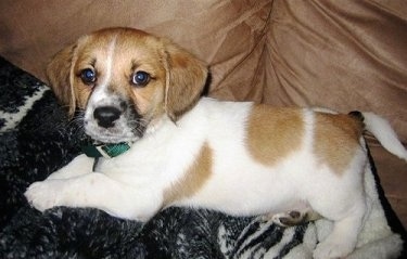 Miley the Bea-Tzu puppy laying on a blanket on a couch