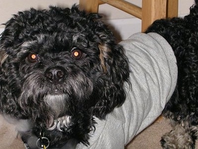 Close Up - A black Havamelt is wearing a grey shirt standing in front of a stool