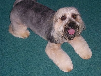 A shaved black with tan Poogle is laying across a green carpet and it is looking up. Its mouth is open, tongue is out and it looks like it is smiling.