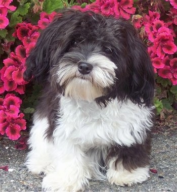 A black and white Havaton is standing on a sidewalk in front of a bush with hot pink flowers on it.