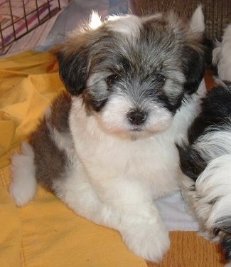 Close Up - A black, gray and white Havaton puppy is sitting on a yellow blanket inside of a dog crate with another dog next to it