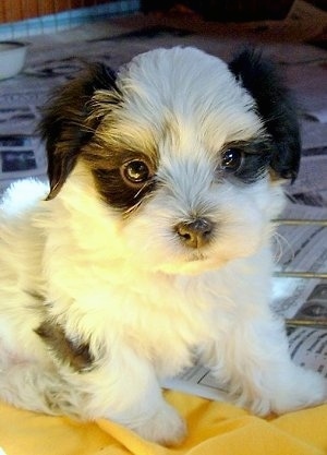 A black and white Havaton puppy is sitting on top of newspapers inside of a whelping pen and it is looking forward