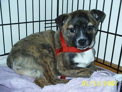 Side view - A brindle with white Shibo puppy is laying against the back of a black dog crate on top of a pink towel looking forward.