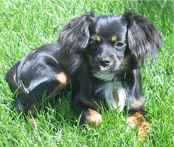 Spumoni the Cavapom is laying outside in a field