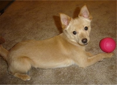 A tan with white Jack-A-Ranian is laying on a tan carpet looking up and there is a hot pink ball in front of it