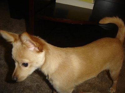 A tan with white Jack-A-Ranian is standing on a carpet. There is a dresser next to it.