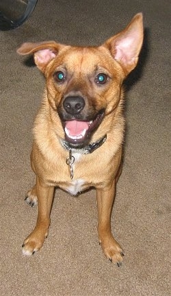 A tan with white Jack-A-Ranian is sitting on a tan carpet and looking up. Its mouth is open and its left ear is down and the other ear is up.