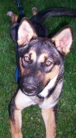 A black with tan and white Alusky is laying down on grass with a leash on