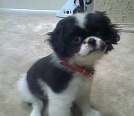 A white and black Japillon puppy is sitting on a carpet and its head is tilted to the left a little