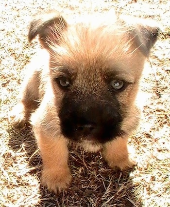 Close Up - Tan with black Cairoston Puppy sitting outside and looking at the camera holder