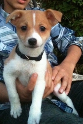 A white with tan Jack-A-Ranian puppy is laying in the lap of a person who is wearing a blue flanel shirt sitting in a lawn chair outside