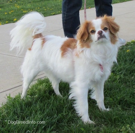 A white with tan Japillon is standing in grass and looking to the left with a person holding its leash on the sidewalk behind it.