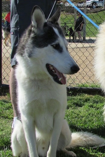 Close up front view - A white and grey Siberian Indian Dog is sitting in grass and it is looking to the right. There is a person sitting behind it. The dog has its mouth open and tongue out.