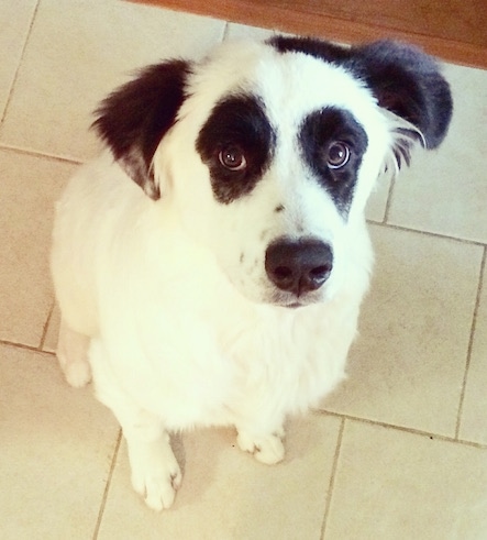 Front view from above looking down at the dog - A white with black Pyreness Pit dog is sitting on a tan tiled floor looking up. The dog is all white with symmetrical round black patches around each eye and black ears making it look like a panda bear clown face.