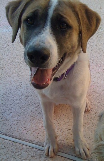 A large breed tan, black and white dog with ears that hang to the sides and a pink tongue haning out looking happy.