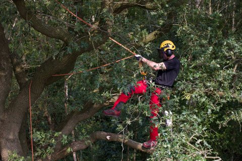 Het is algemeen bekend dat bomen verschillende ecosysteemdiensten leveren, zoals de creatie van zuurstof en CO2-opname. Wij houden hier rekening mee.