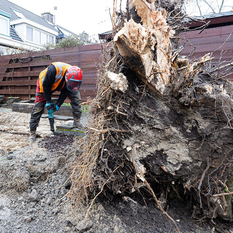 150 van de in totaal 33.000 bomen in Gemeente Haarlemmermeer zijn door ziekte aan vervanging toe. Lijkt te overzien op het totaal, maar een omvangrijke klus voor onze collega’s van Pius Floris