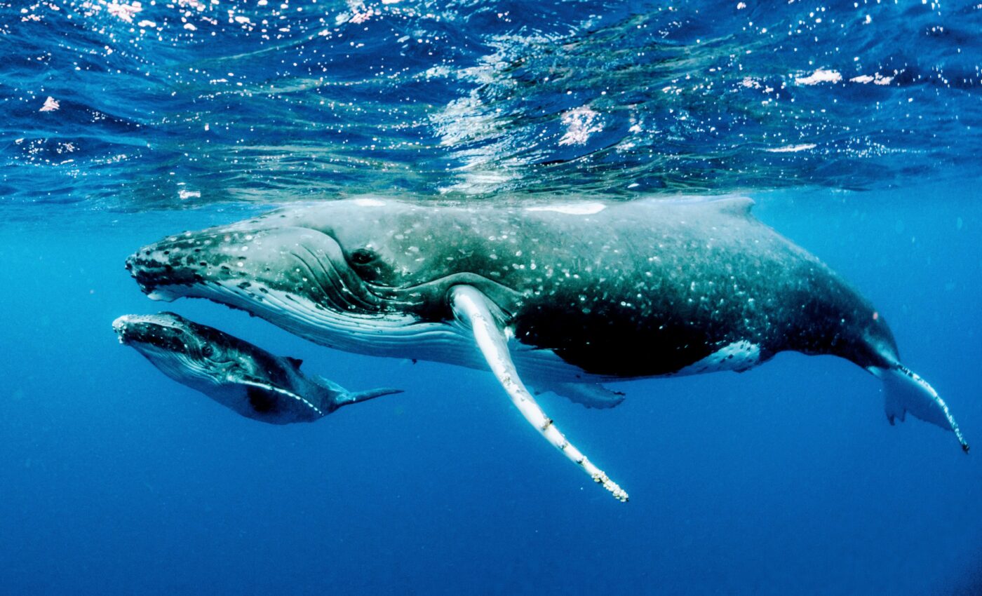 Humpback whale reproduction is linked to krill abundance