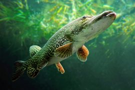 2025/01/Northern-pike.jpg