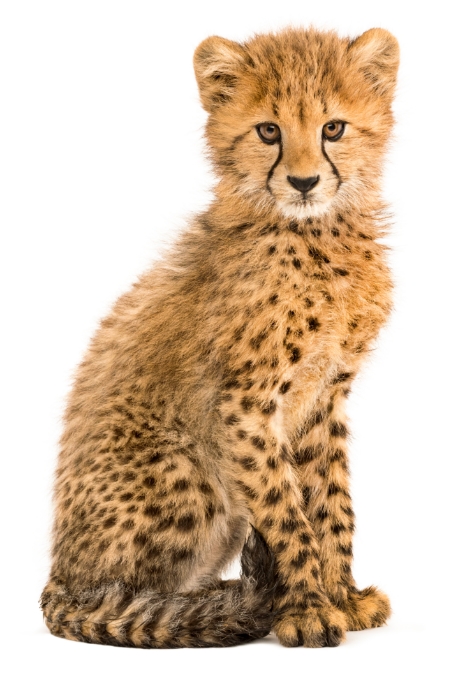 cheetah