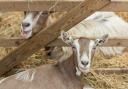 Meet UK native livestock at the Rare Breeds Animal Farm