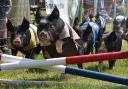 Ham National at the Royal Norfolk Show 2024