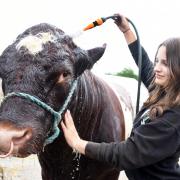 Tia Barrett washes Beef Shorthornb bull, Ramos, ready for the start of the Norfolk Show