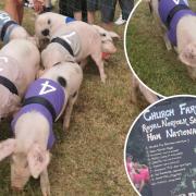 The Ham National at the Royal Norfolk Show