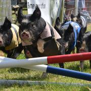 Ham National at the Royal Norfolk Show 2024