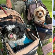 Dogs at the Royal Norfolk Show 2024