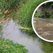 Sewage has overflowed into a rare Norfolk chalk stream - the Gaywood River - after heavy rainfall