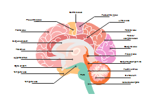 Lab Apparatus List