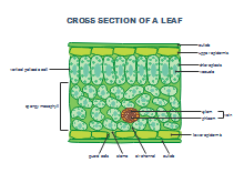 Lab Apparatus List