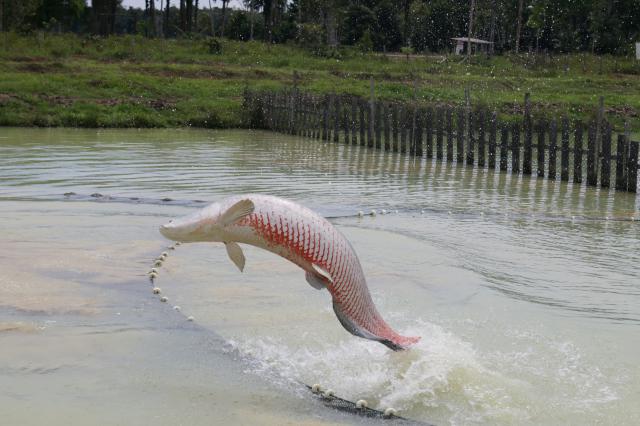 Imagem de Sistema de Inteligência Territorial Estratégica da Aquicultura Brasileira - SITE Aquicultura