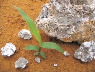 Imagem de Beneficiamento de potássio: caracterização de agrominerais silicáticos potenciais no sudoeste goiano e impactos no zoneamento agrogeológico