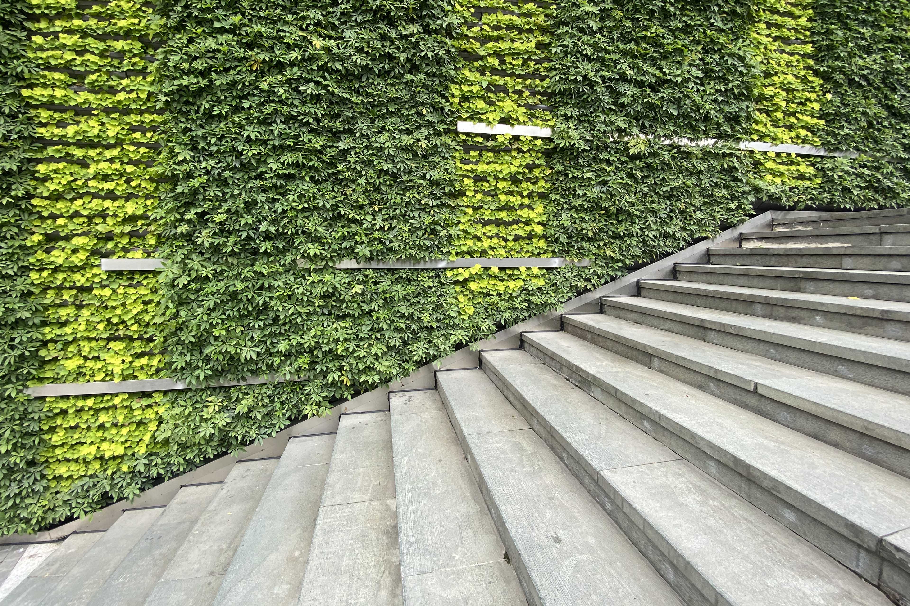 Plant covered wall and stairs