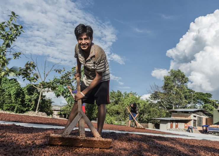 Boy drying cocoa