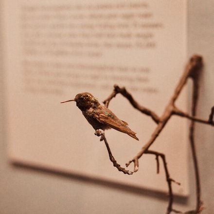 a little birdie told me 

#fieldmuseum #fieldmuseumchicago #chicago #chicagophotography #citybreak #cityphotography #museumphotography #birdphotography #birds #birdsofinstagram #museum #naturalhistorymuseum