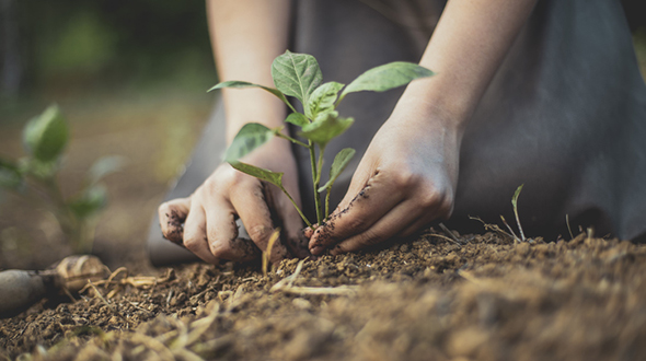 Sustainability Plant