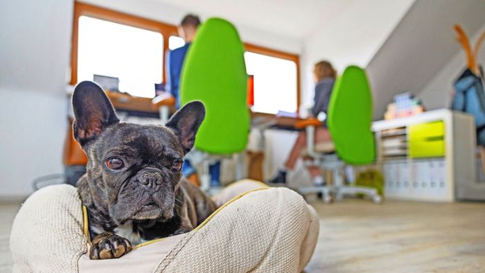 Bürohunde: Wenn der Lieblingskollege Fell hat