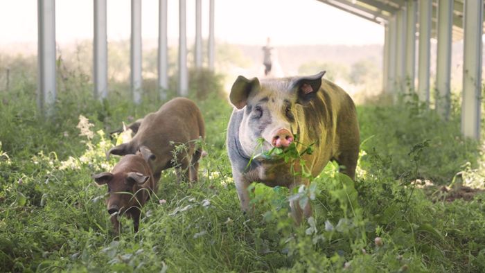 Bei Kulmbach: Schweine weiden im Solarpark