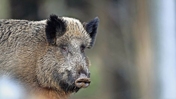 Ein Wildschwein als Haustier: Mein haariger Freund Friedrich