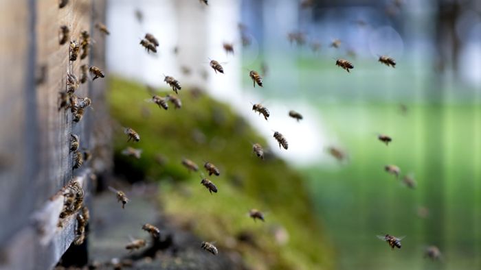 Bienen: Imker vermelden nur eine mäßige Honigernte