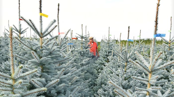 Bei Helmbechts: Neue Flächen für Christbäume