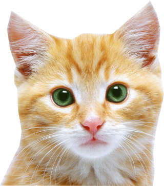 Cat Face Png PNG images